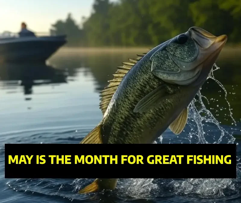 Why May Is the Perfect Time to Book a Guided Bass Fishing Trip on Table Rock Lake